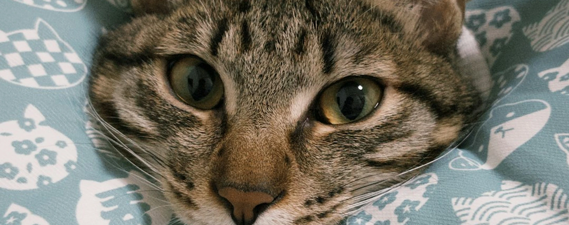 What does Lorem ipsum dolor mean?